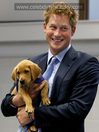 prince harry is hot. Prince Harry watched puppies