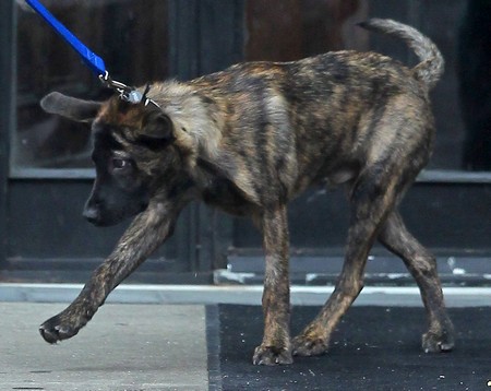 Kristen Stewart Taking Her New Dog For A Walk