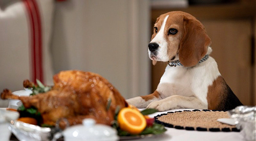 General Hospital Spoilers: Outback Ruins Quartermaine Thanksgiving Feast, Turkey Thief Forces Pizza Instead